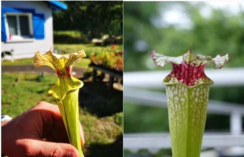 Graines Sarracenia 2022 (SXM07 X SX02) (22.169)