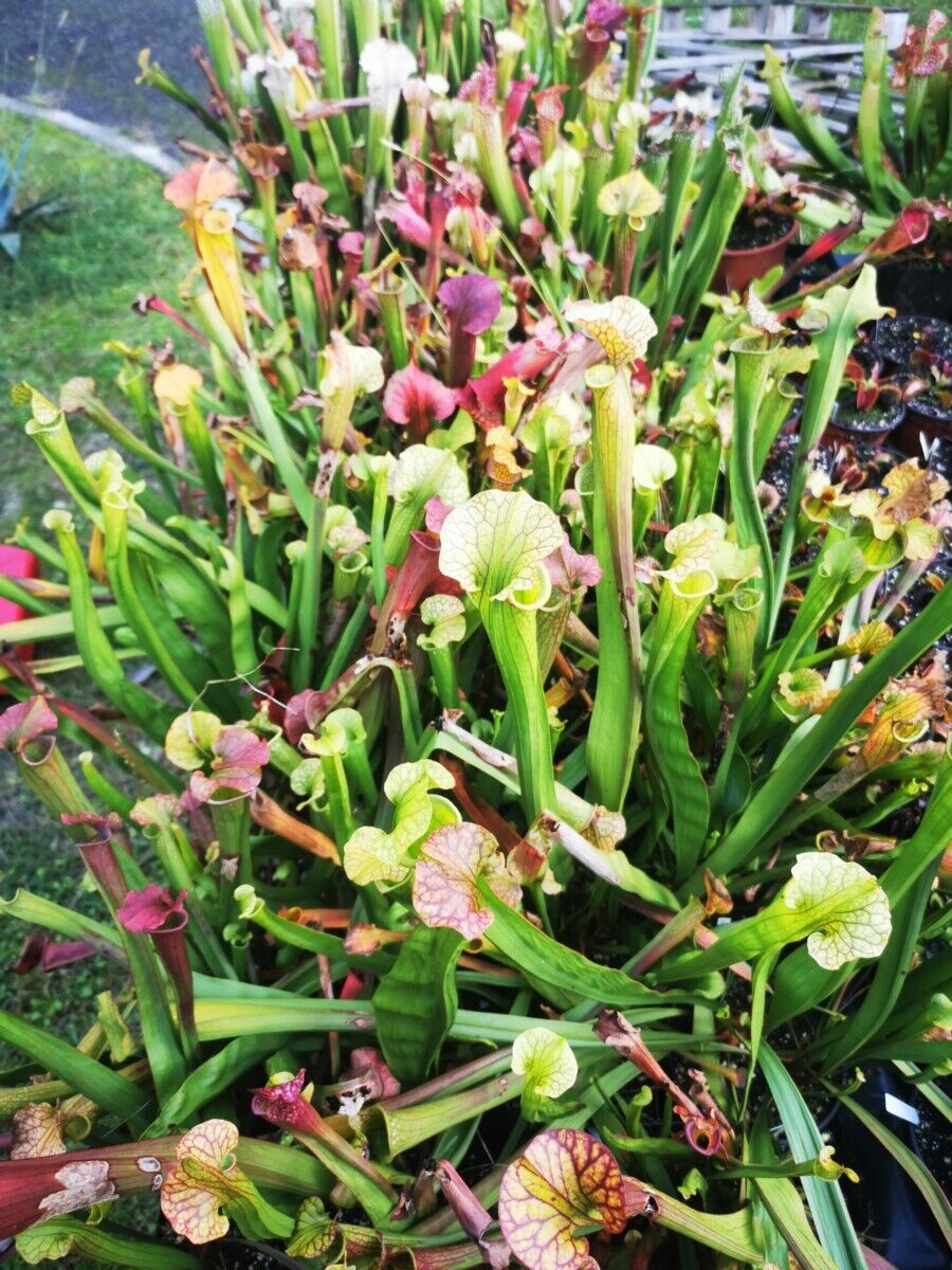 Lot de sarracenias (5 ou 10 plantes)