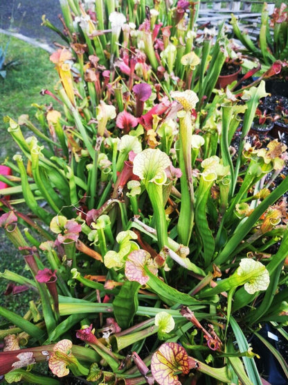 Lot de sarracenias (5 ou 10 plantes)