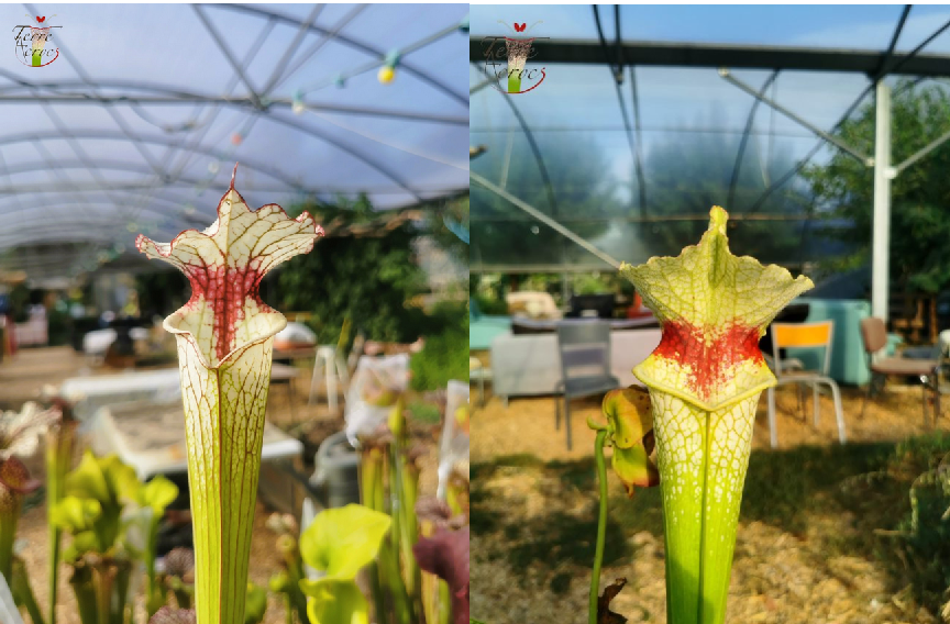 Graines Sarracenia 2023 (SX31 x SXM12) (23.236)