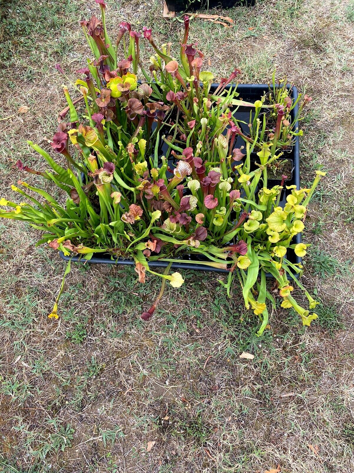 Lot de sarracenias (5 ou 10 plantes)