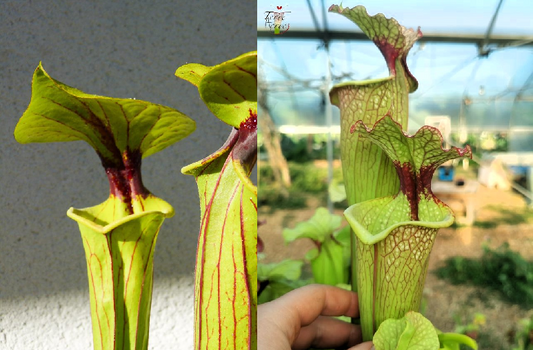 Graines Sarracenia 2023 (SFO01 x SXM03) (23.23)