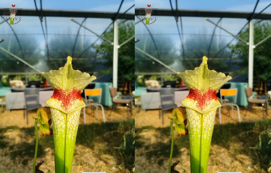 Graines sarracenia 2023 (SXM12 x SXM12) (23.293)