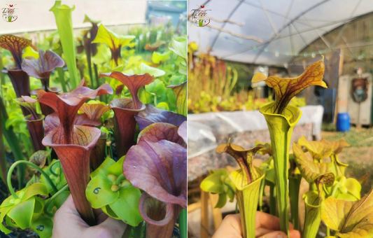 Graines sarracenia 2023 (SFA05 x SFC01) (23.06)