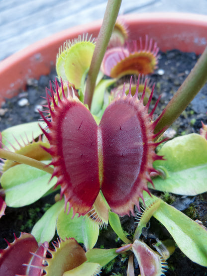 DM02 Dionaea muscipula – „Riesiges großes Maul“