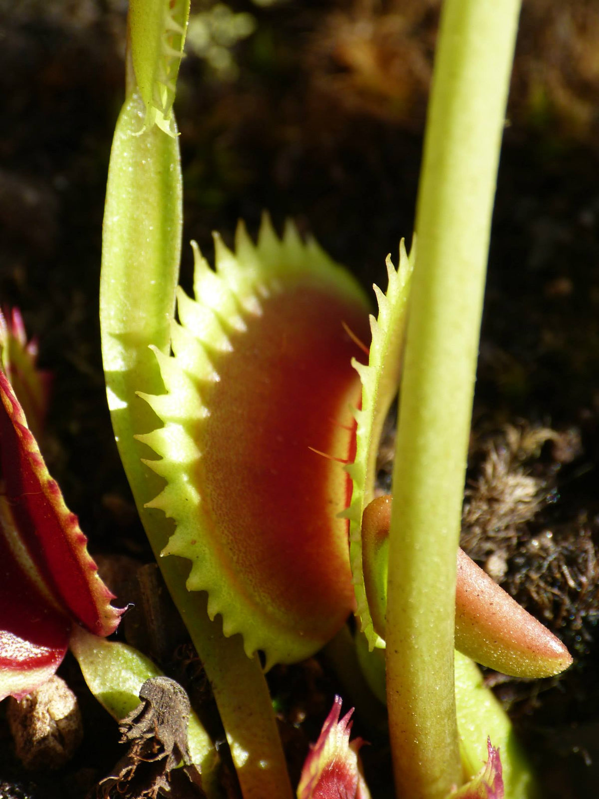 DM04 Dionaea muscipula -- ‘UK II’