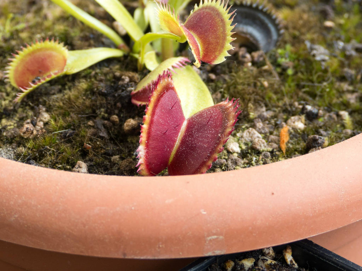 DM04 Dionaea muscipula -- ‘UK II’