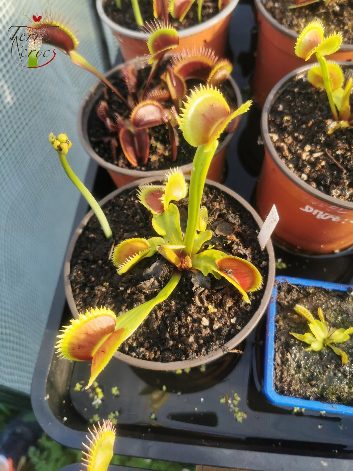 DM04 Dionaea muscipula -- ‘UK II’