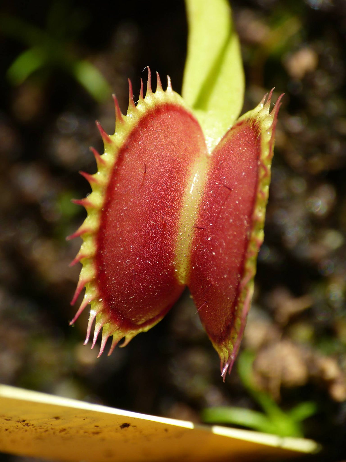 DM06 Dionaea muscipula – „Tigerzähne“