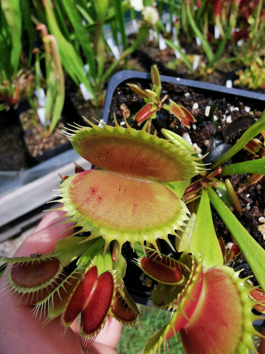 DM06 Dionaea muscipula -- 'Tiger Fangs'
