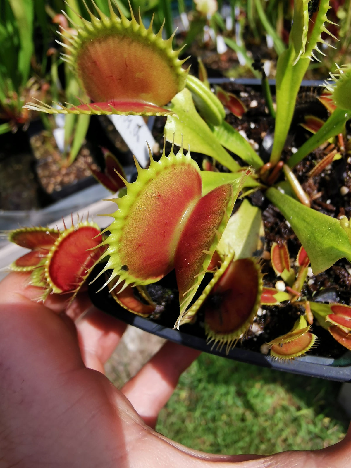 DM06 Dionaea muscipula – „Tigerzähne“