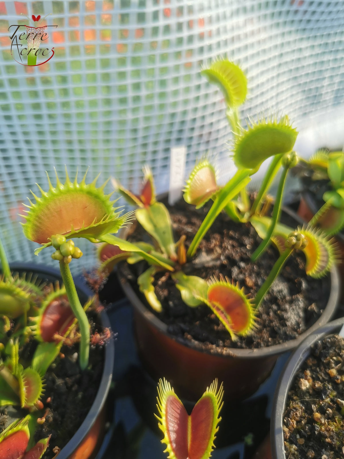 DM06 Dionaea muscipula – „Tigerzähne“