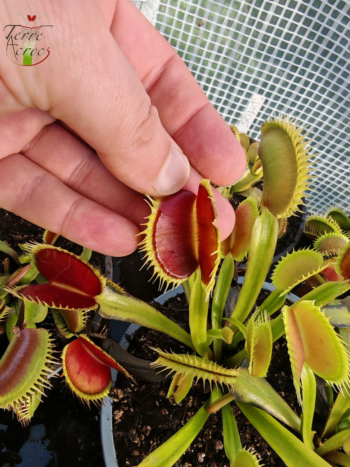 DM06 Dionaea muscipula – „Tigerzähne“