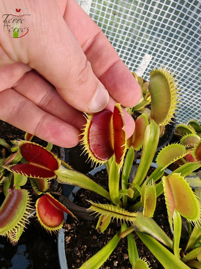 DM06 Dionaea muscipula – „Tigerzähne“