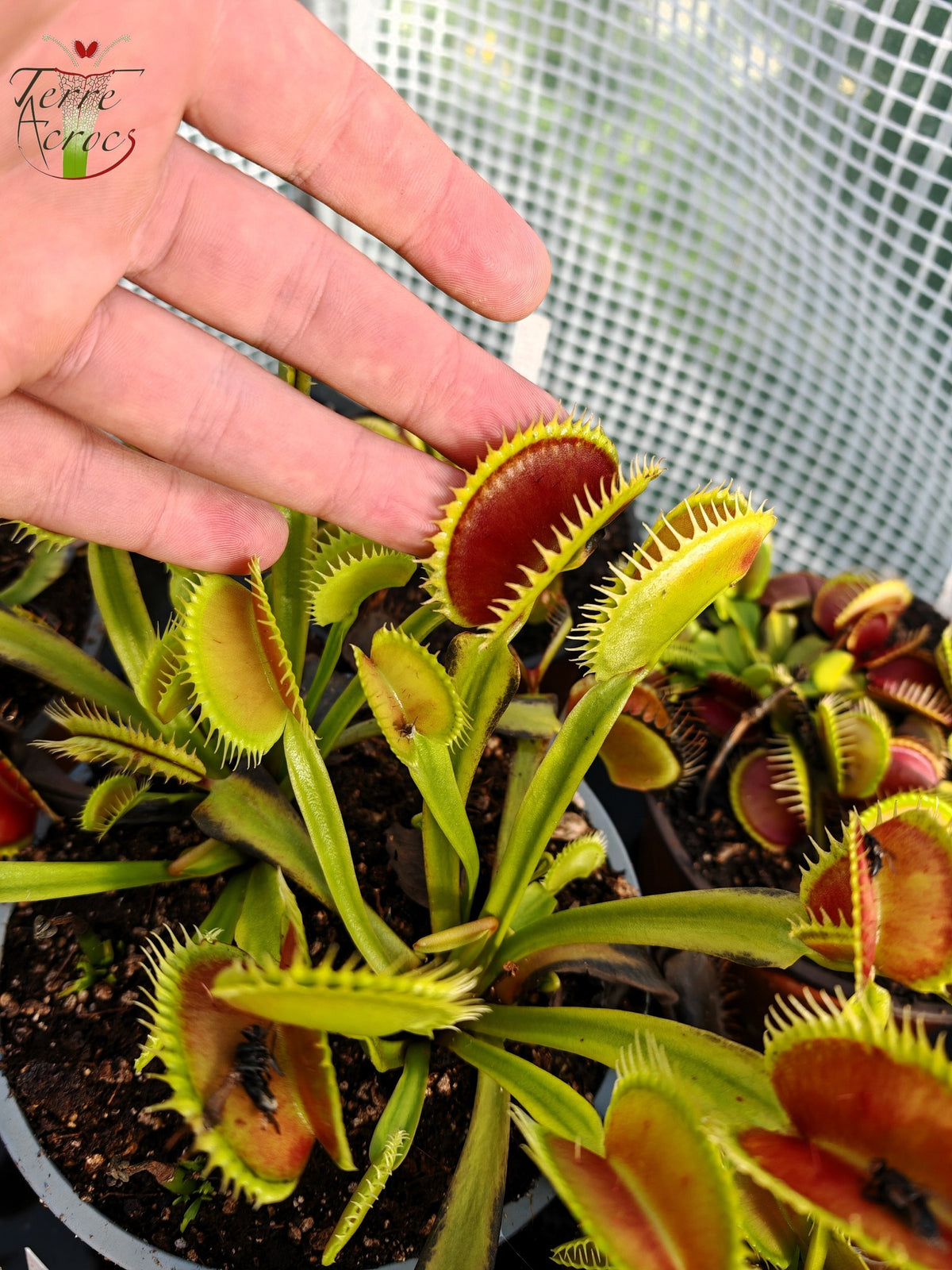 DM06 Dionaea muscipula – „Tigerzähne“