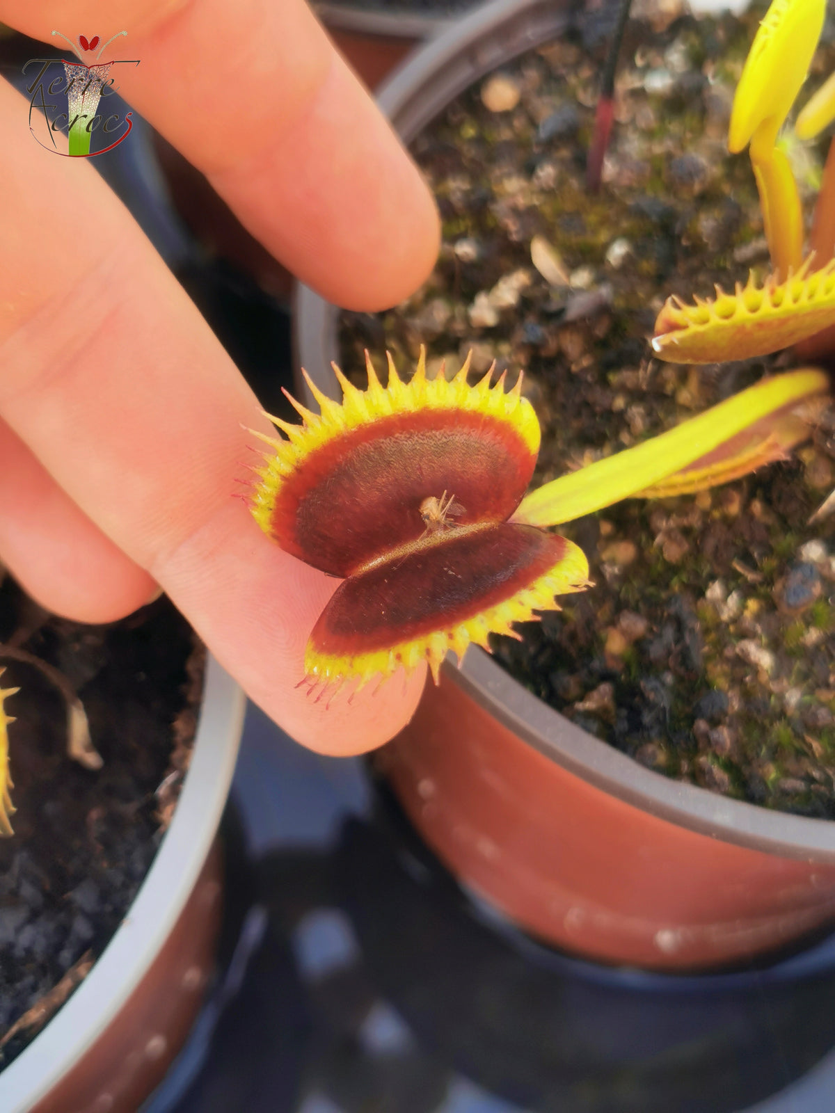 DM07 Dionaea muscipula -- "Weinmund"