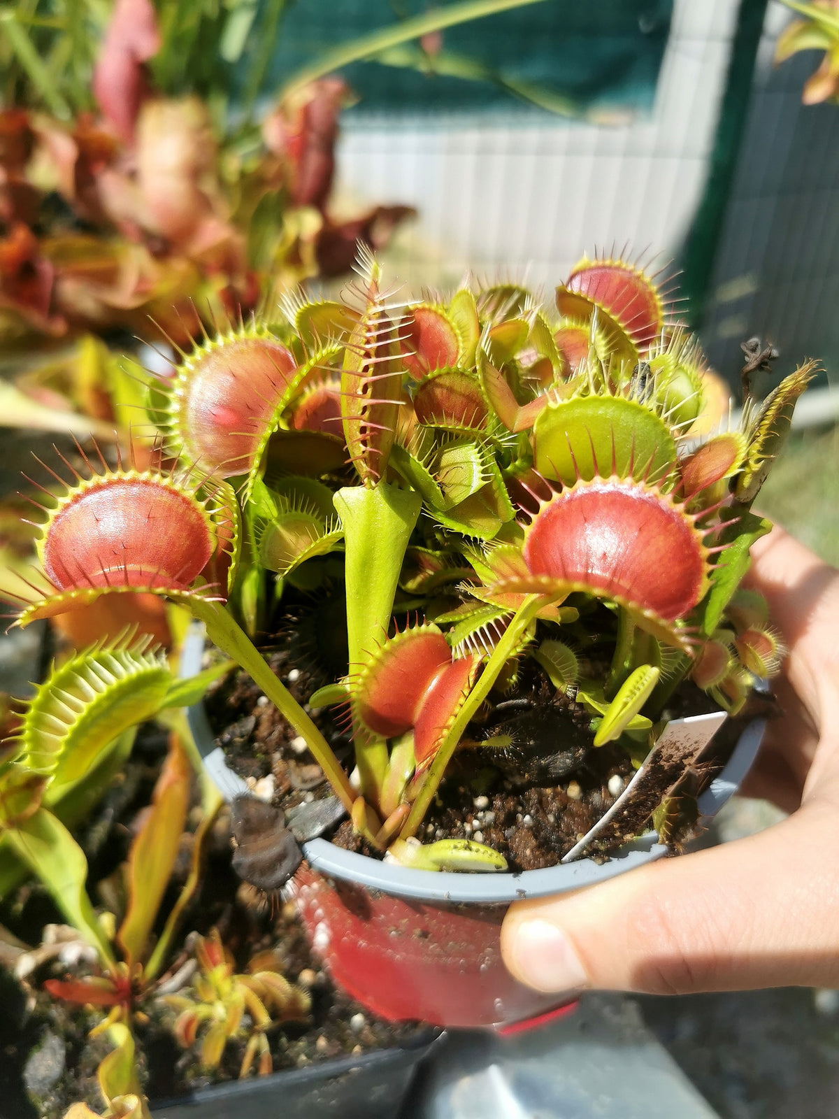 DM09 Dionaea muscipula -- 'B52'