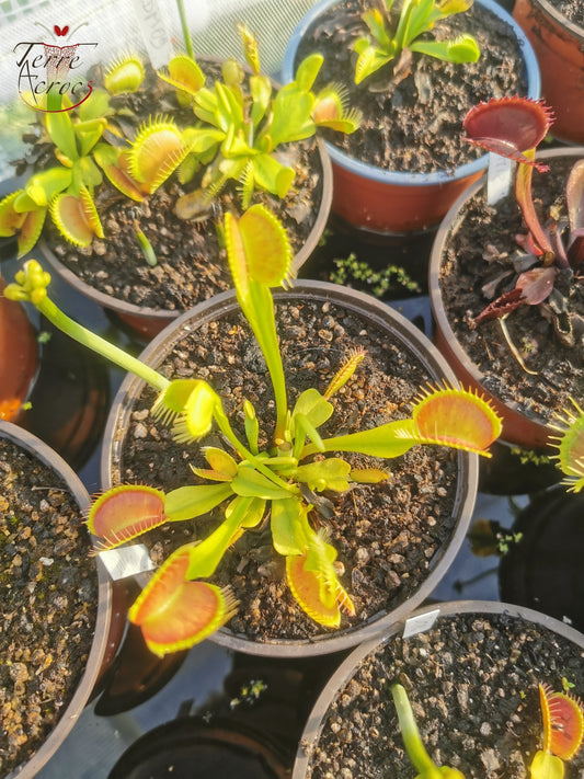 DM10 Dionaea muscipula -- “Charly Mandon’s Spotted”