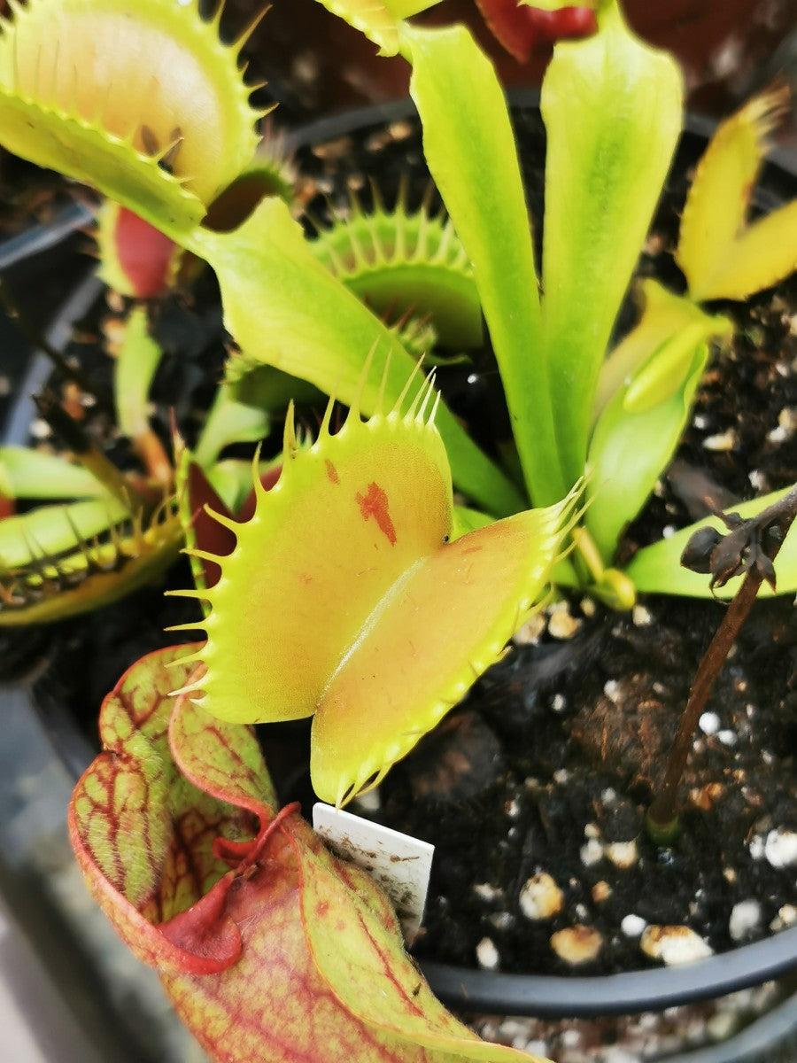 DM11 Dionaea muscipula – „Flecken“