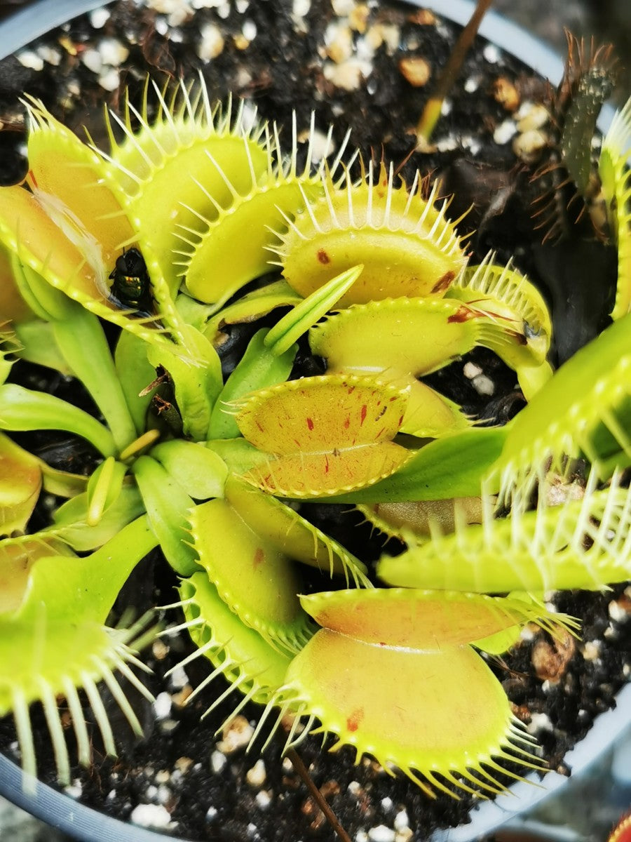 DM11 Dionaea muscipula – „Flecken“