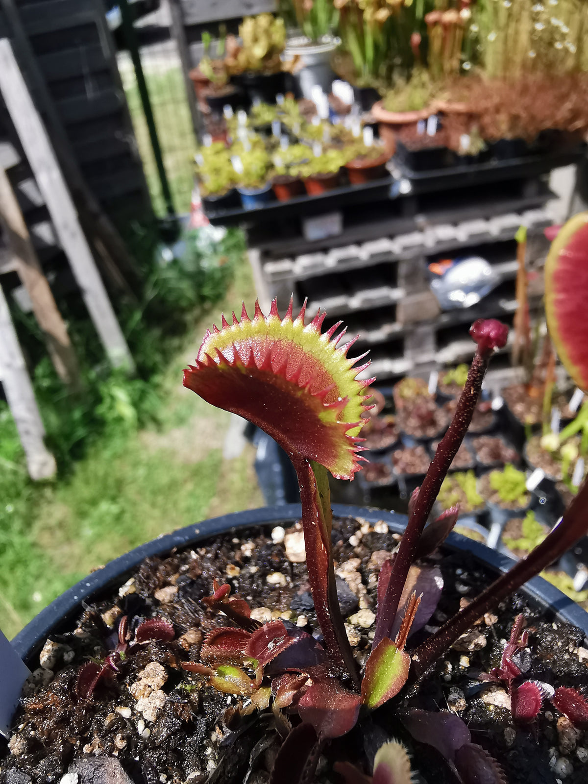 DM12 Dionaea muscipula -- 'Angioma'