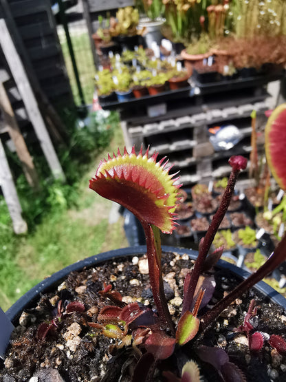 DM12 Dionaea muscipula -- 'Angioma'