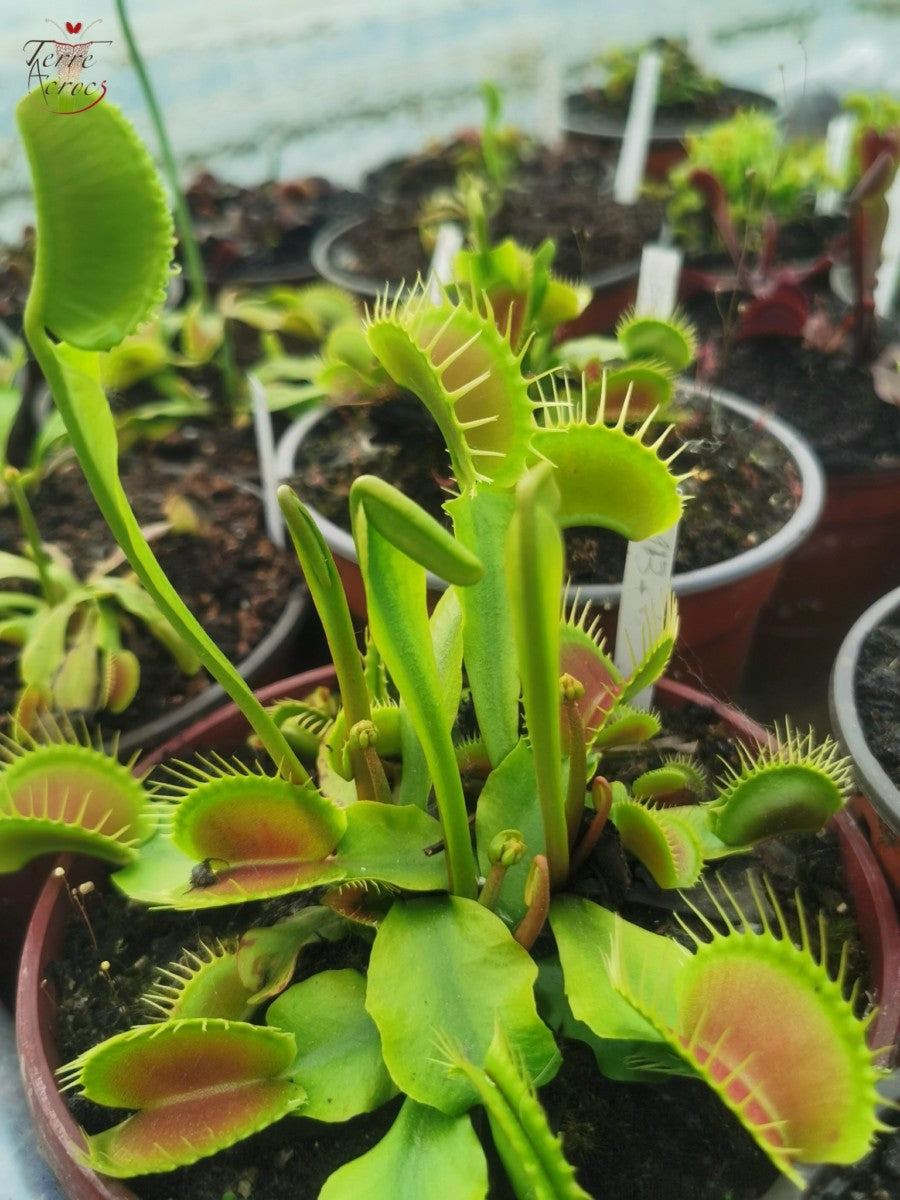 DM13 Dionaea muscipula -- "Darwin"