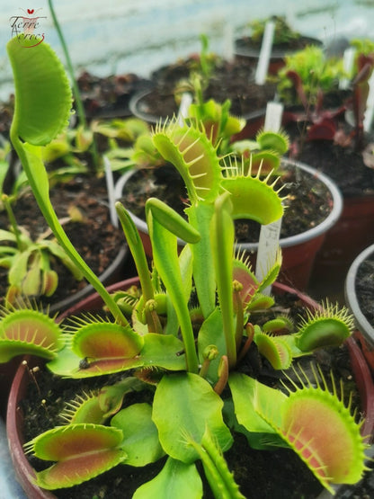 DM13 Dionaea muscipula -- "Darwin"