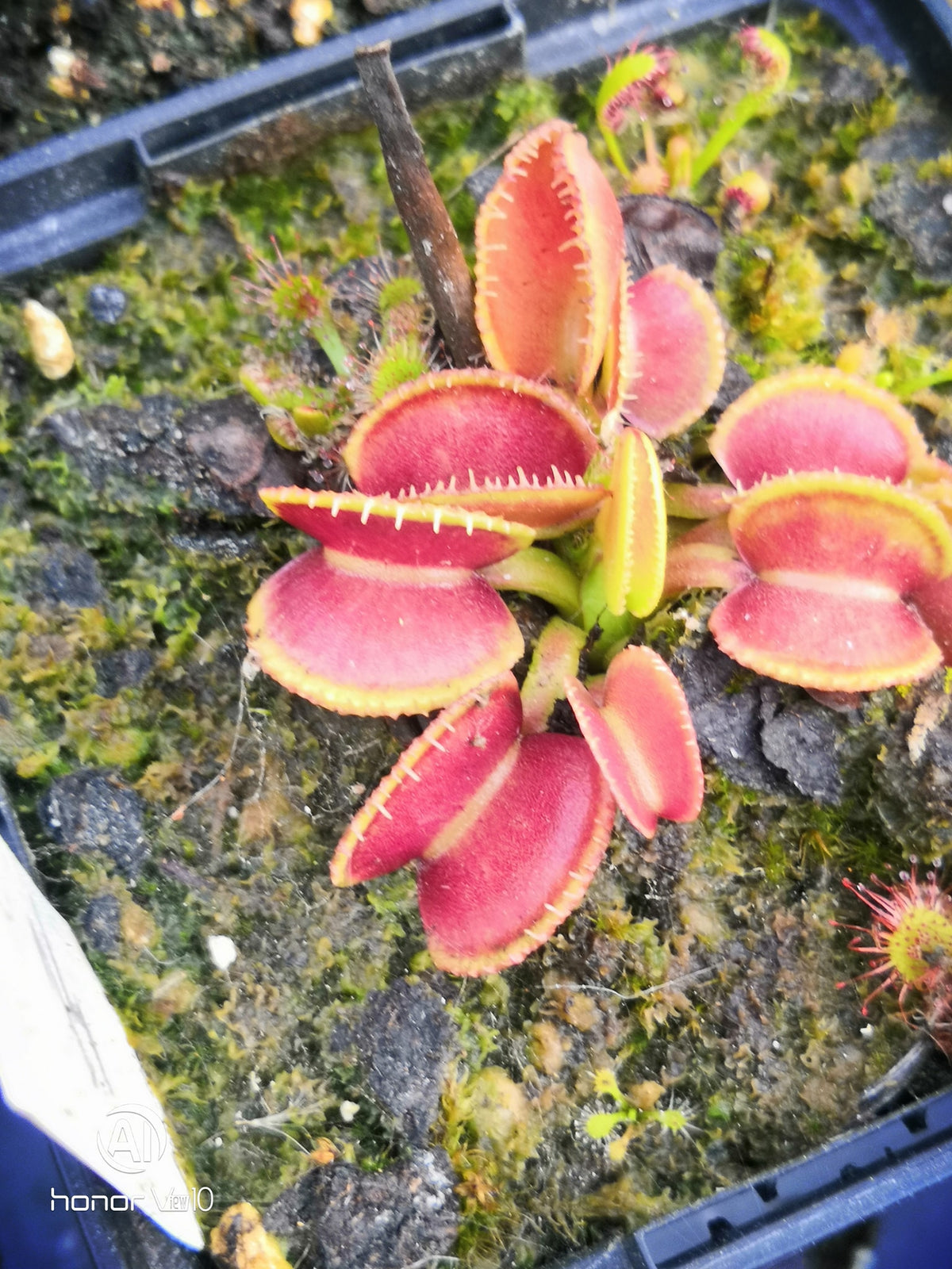 DM14 Dionaea muscipula – „Wiky Purple Trap“