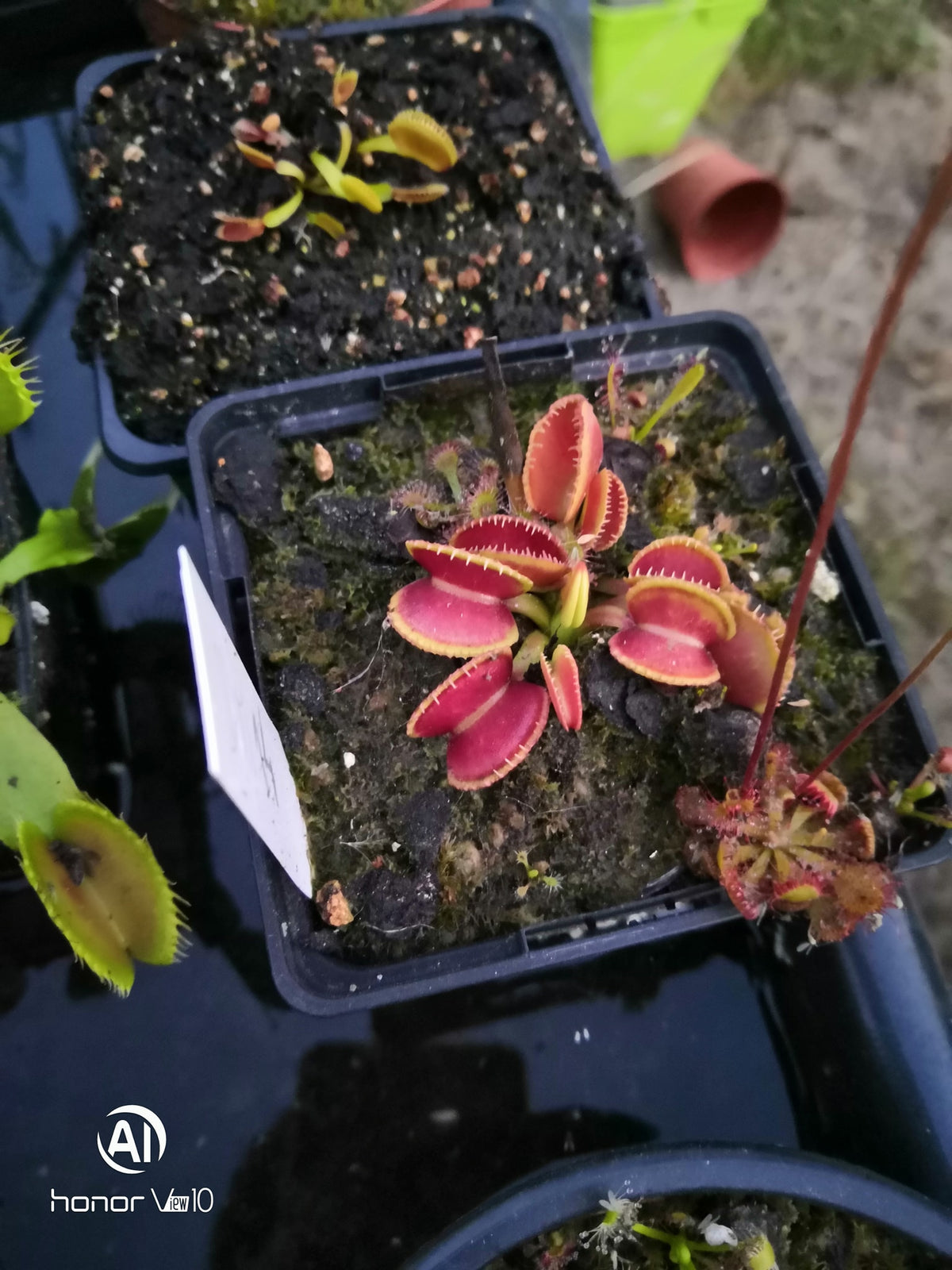 DM14 Dionaea muscipula – „Wiky Purple Trap“