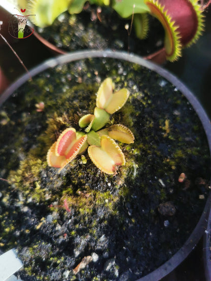 DM14 Dionaea muscipula – „Wiky Purple Trap“