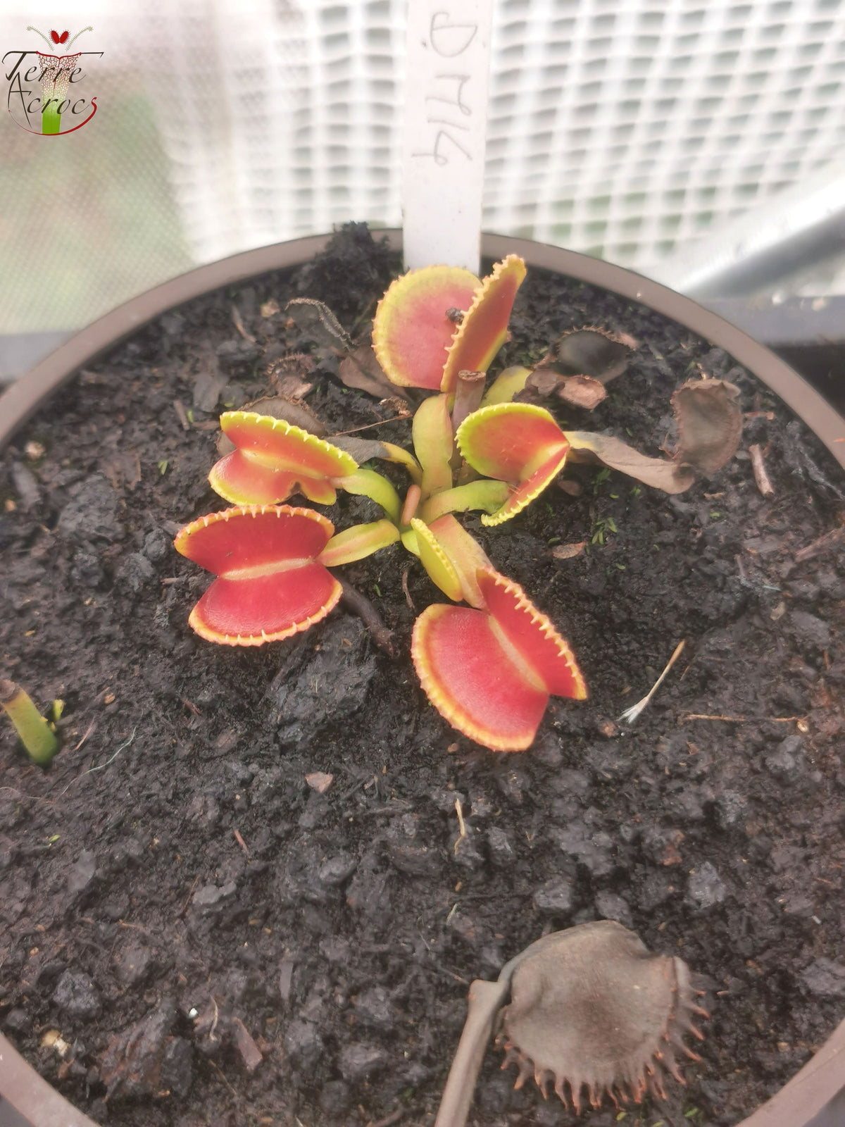 DM14 Dionaea muscipula – „Wiky Purple Trap“