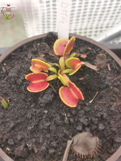 DM14 Dionaea muscipula – „Wiky Purple Trap“