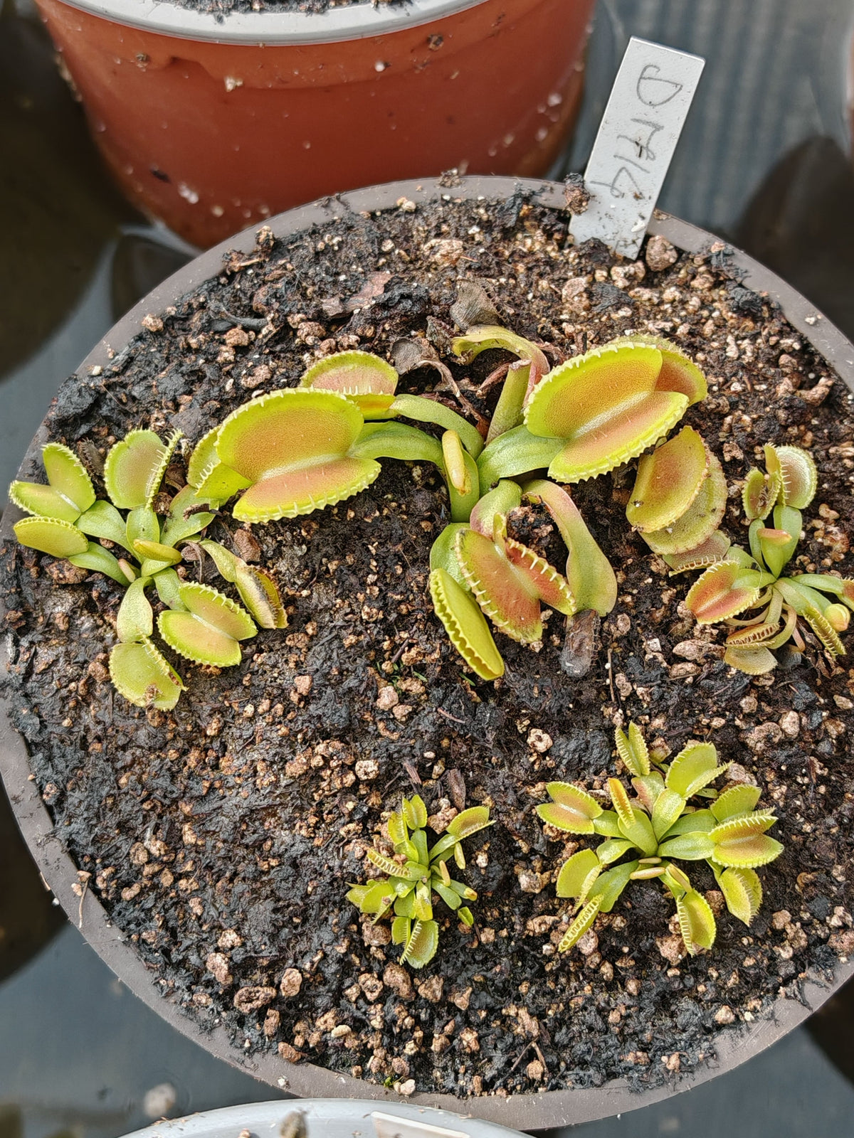 DM14 Dionaea muscipula – „Wiky Purple Trap“