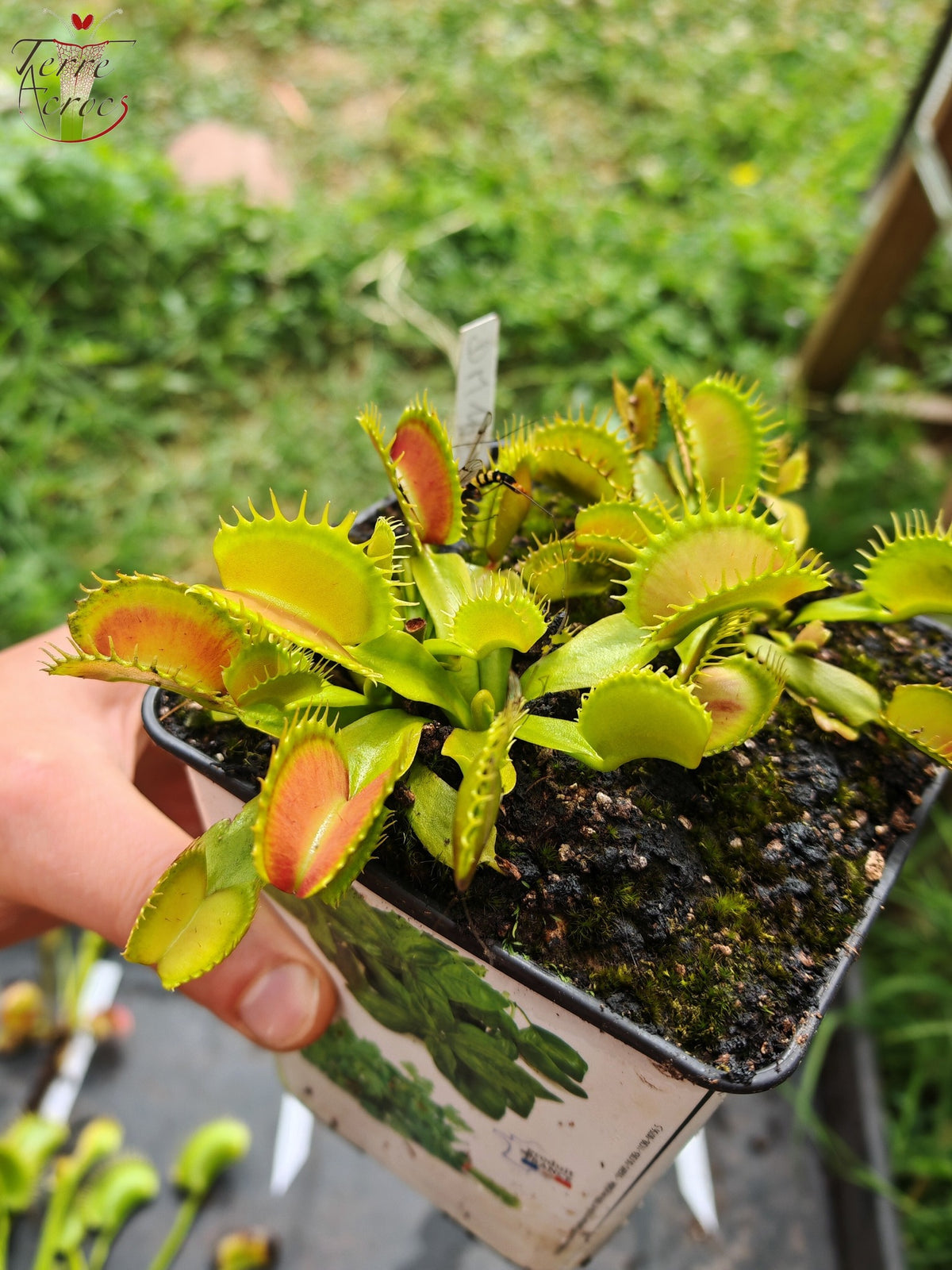 DM16 Dionaea muscipula -- "Raptor"
