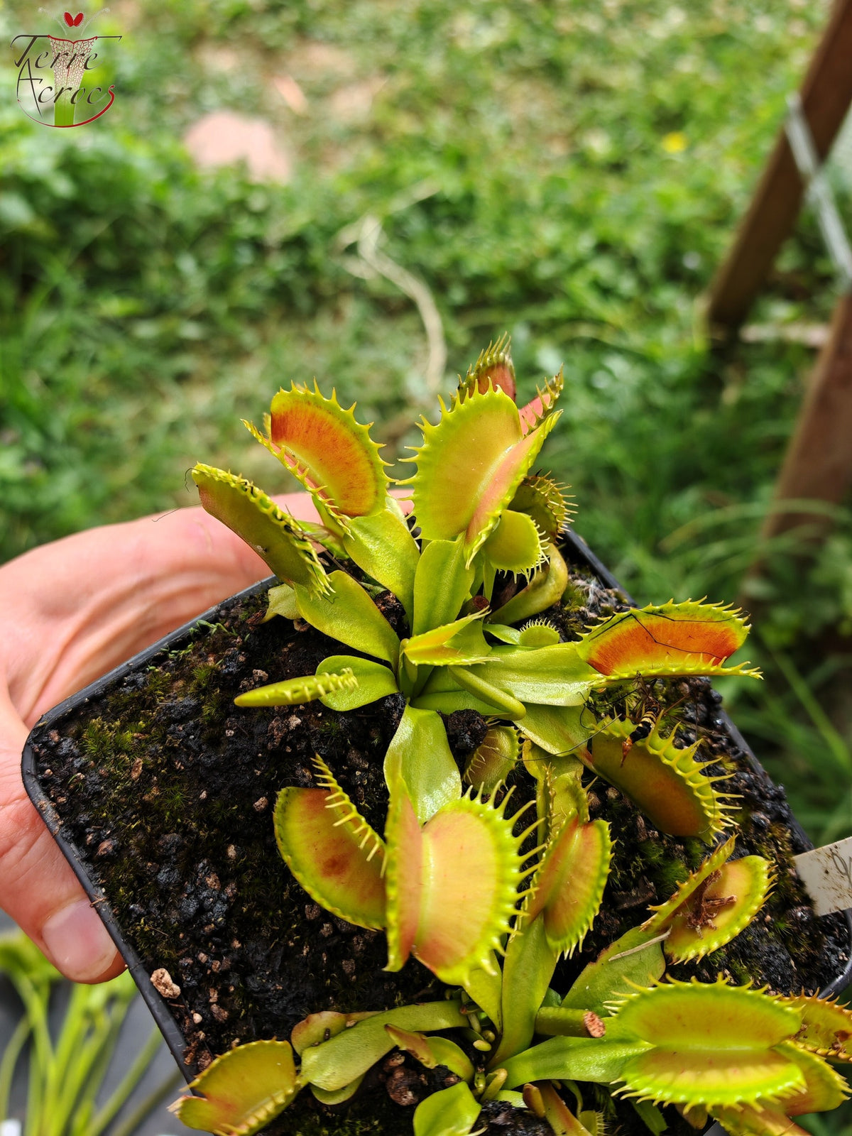 DM16 Dionaea muscipula -- "Raptor"