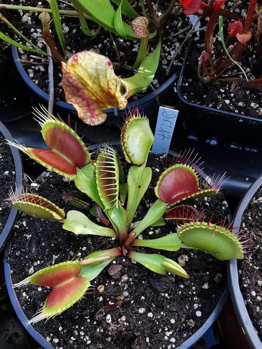 DM17 Dionaea muscipula -- 'Paradisia'