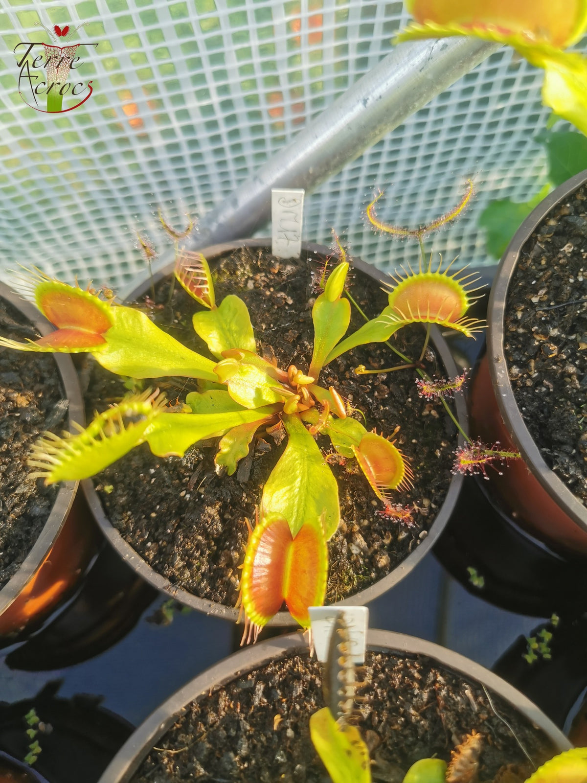 DM17 Dionaea muscipula -- 'Paradisia'