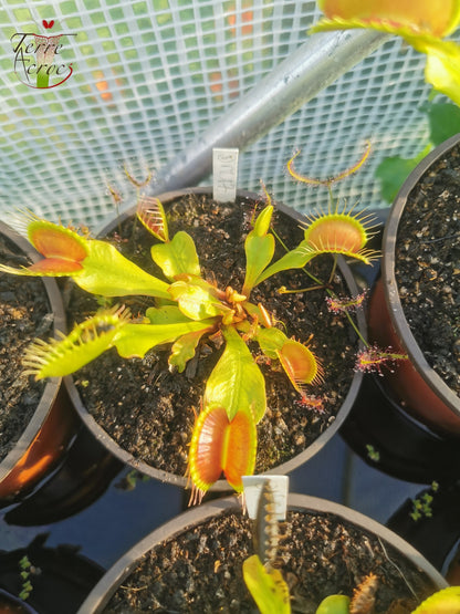 DM17 Dionaea muscipula -- 'Paradisia'