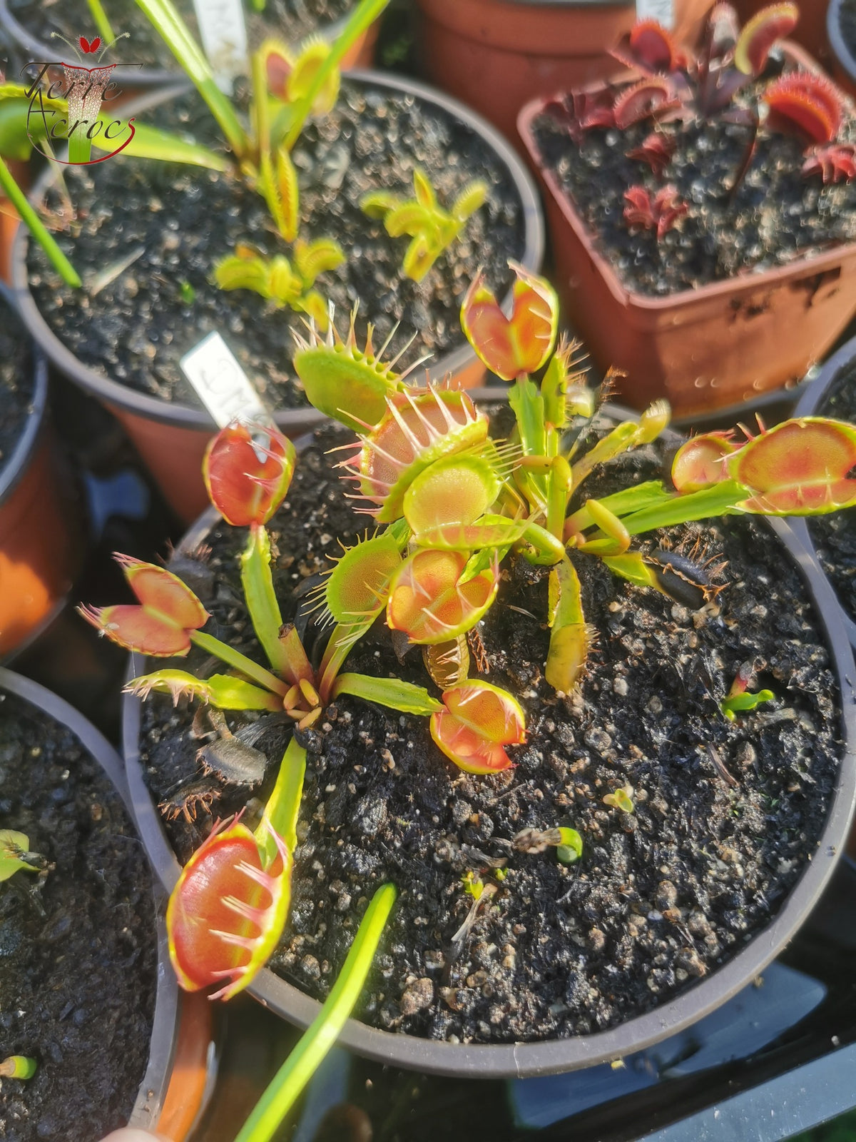 DM20 Dionaea muscipula -- 'Cross Teeth'
