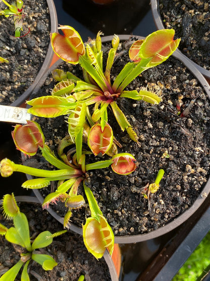 DM20 Dionaea muscipula -- 'Cross Teeth'