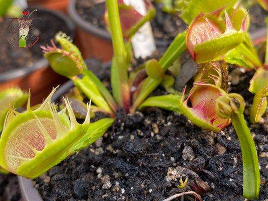 DM20 Dionaea muscipula -- 'Cross Teeth'
