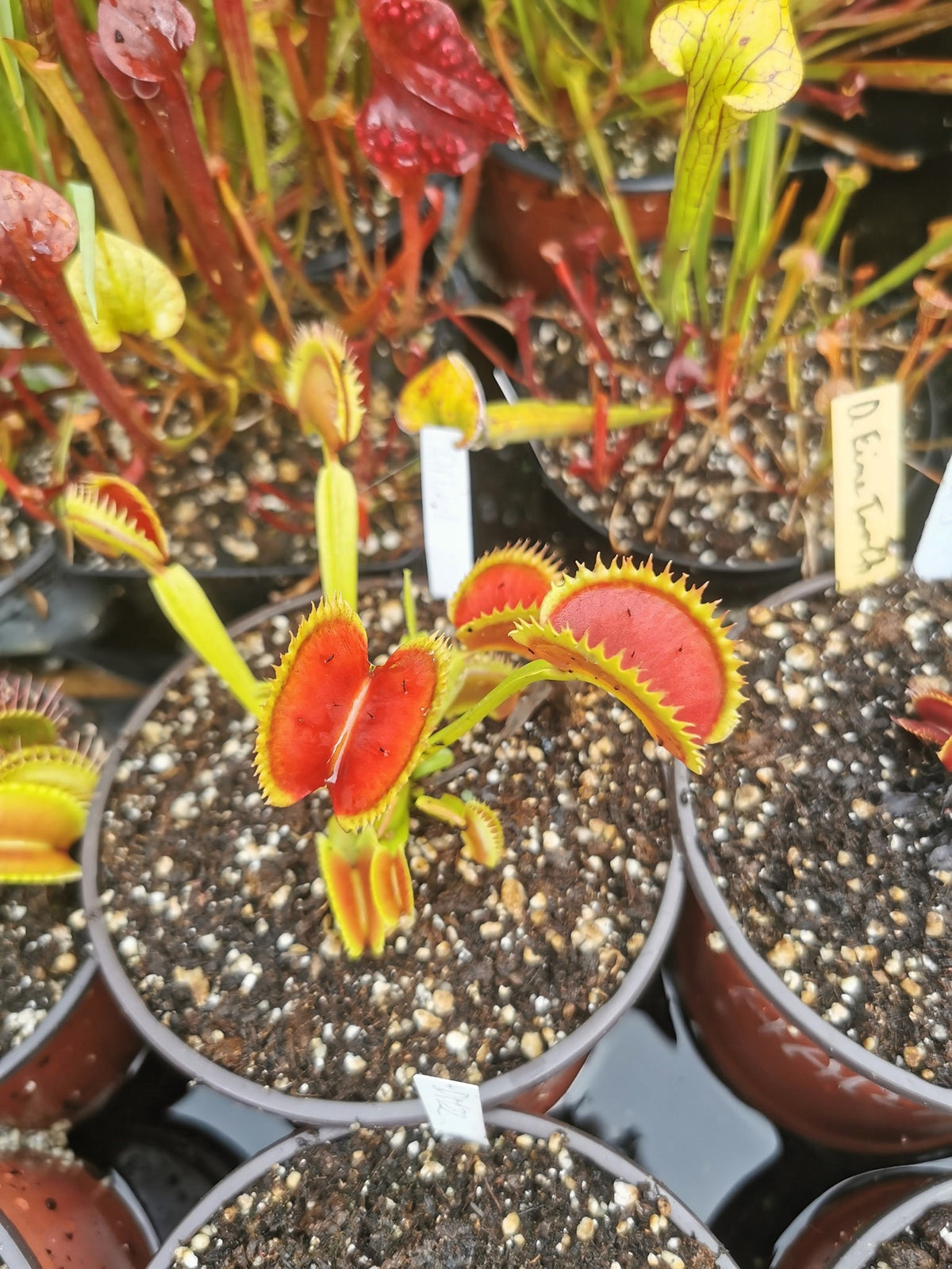 DM21 Dionaea muscipula – „SL-Sämling“