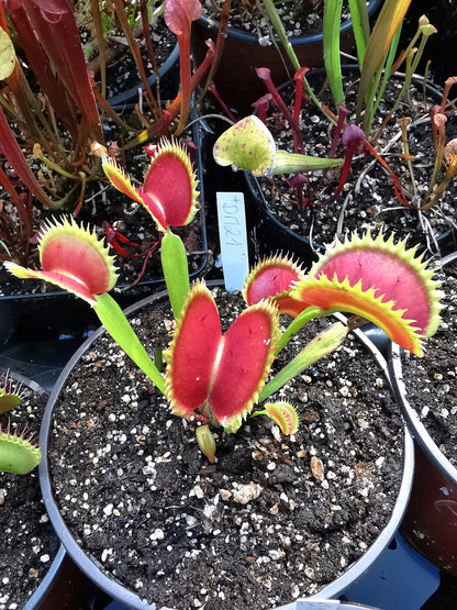 DM21 Dionaea muscipula – „SL-Sämling“