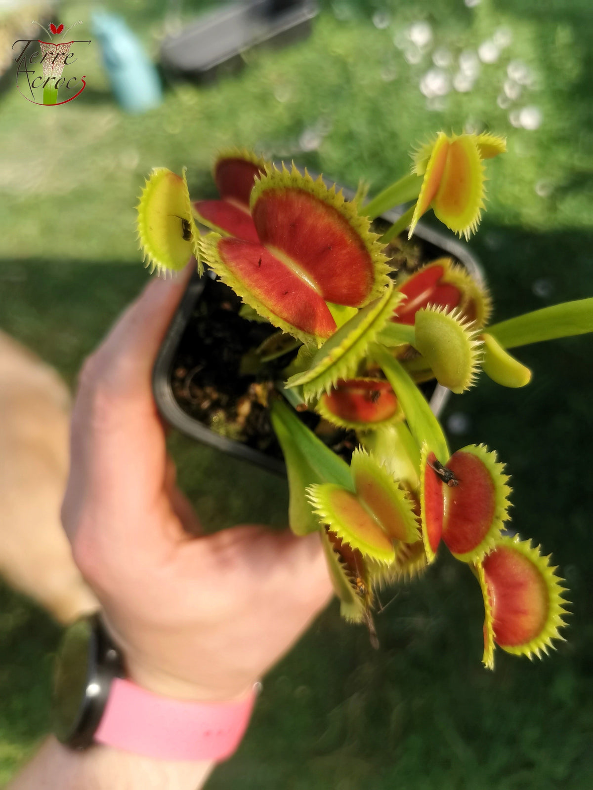 DM21 Dionaea muscipula – „SL-Sämling“