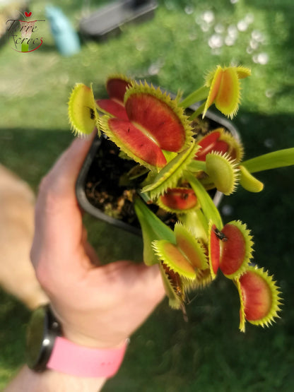 DM21 Dionaea muscipula – „SL-Sämling“