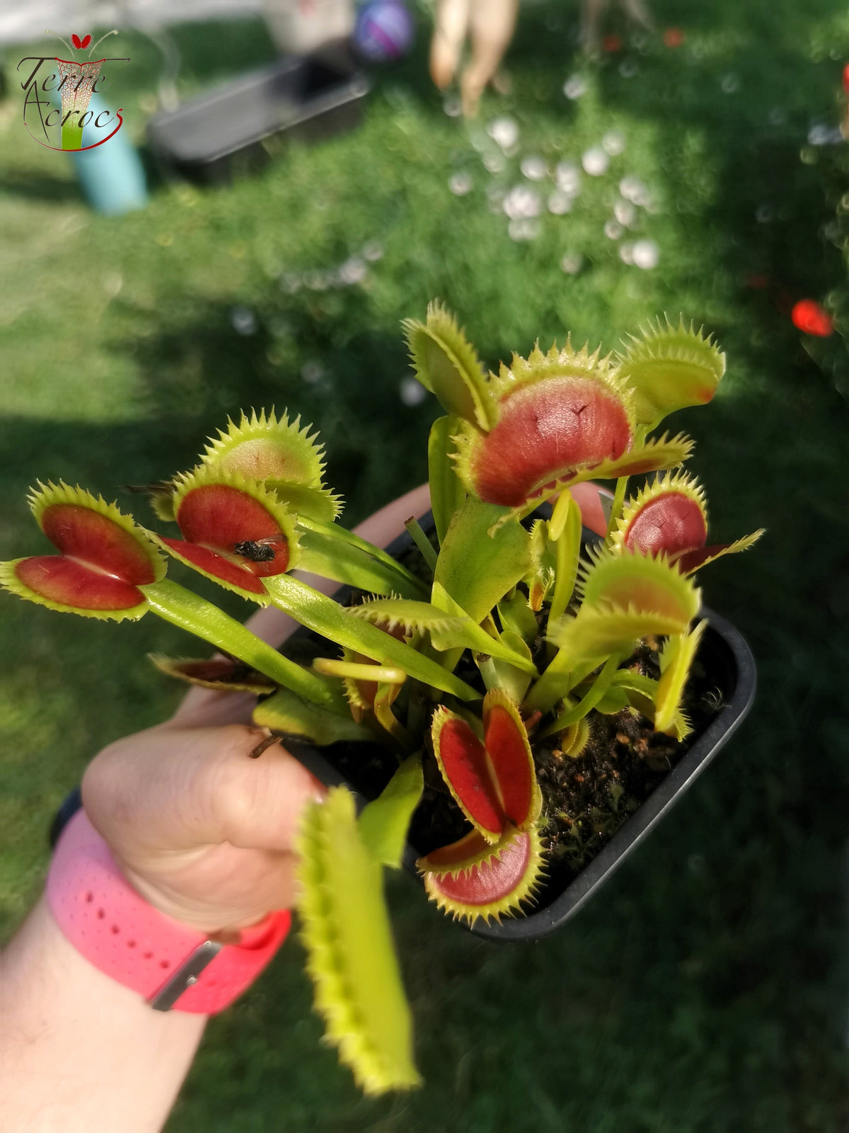 DM21 Dionaea muscipula – „SL-Sämling“