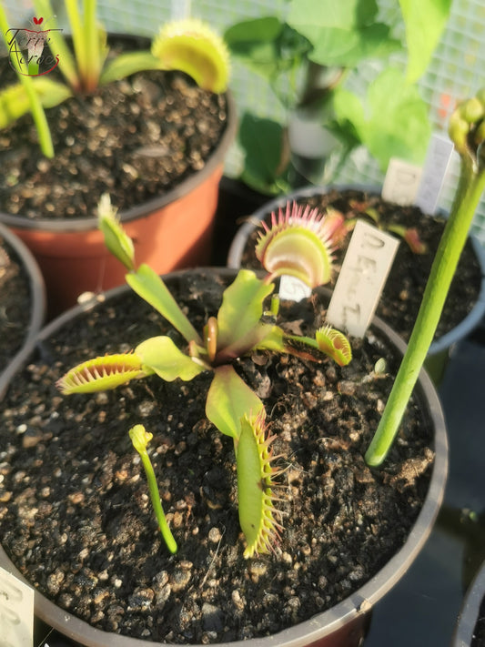 DM25 Dionaea muscipula -- "Fine Tooth x Red"