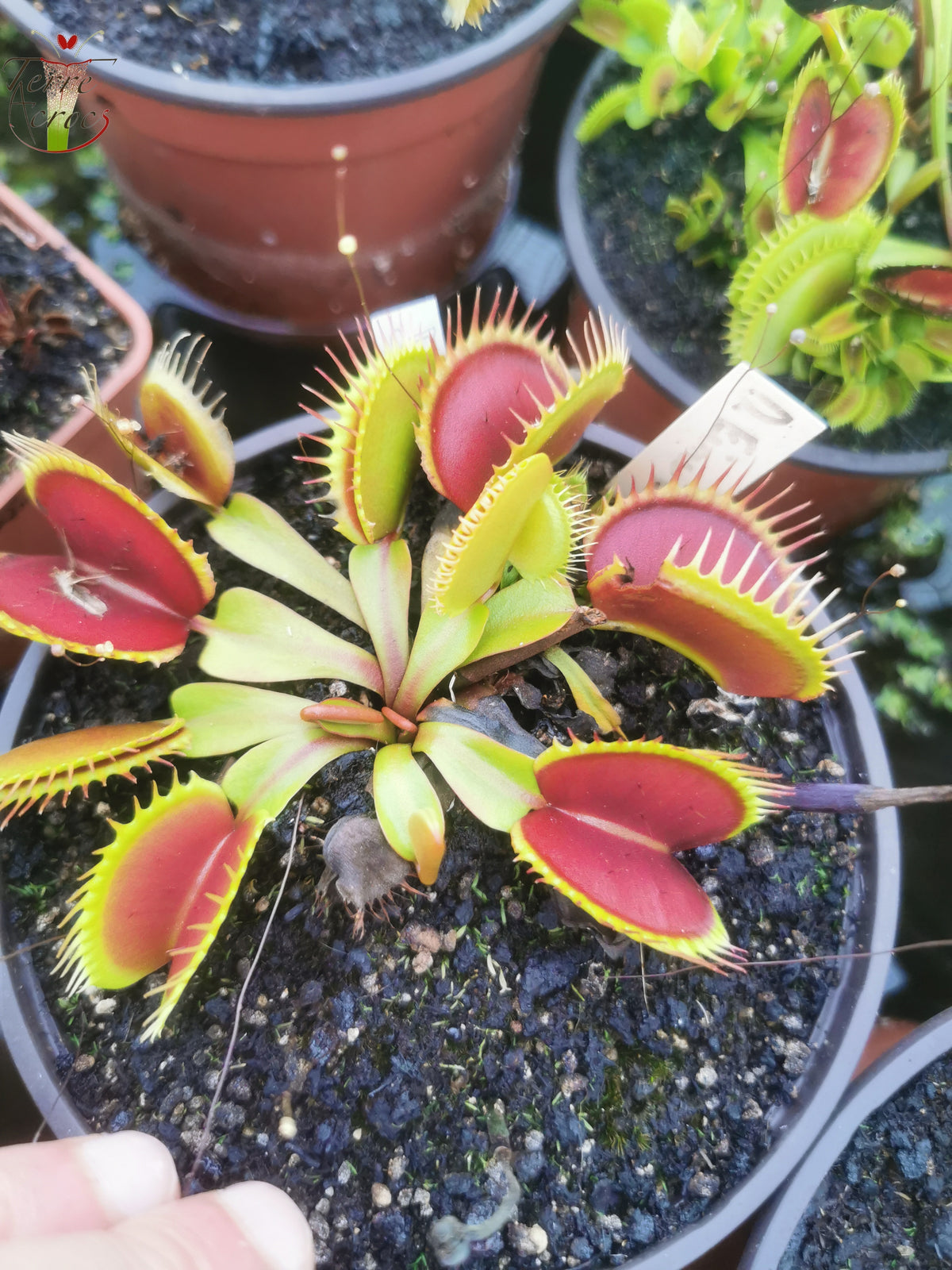 DM25 Dionaea muscipula – „Fine Tooth x Red“