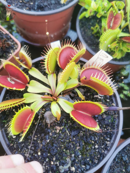 DM25 Dionaea muscipula – „Fine Tooth x Red“
